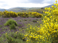 Bunt blühender Alentejo