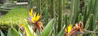 Paradiesvogelblume im botanischen Garten