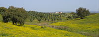 Landschaft im Alentejo